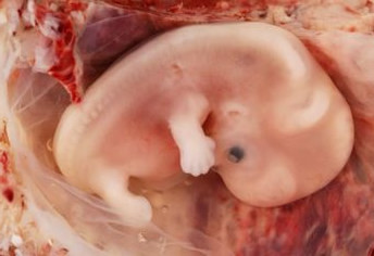 Een foetus opgerold als een fibonaccispiraal