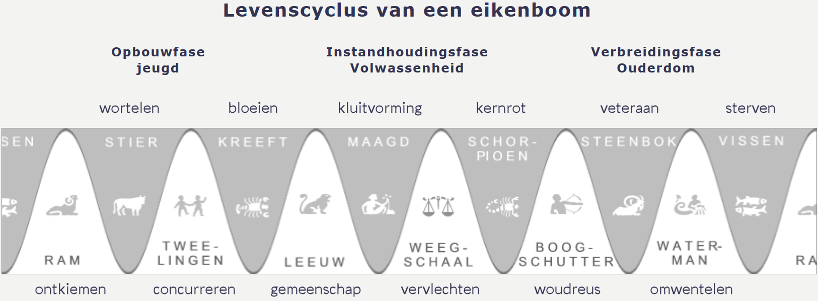 levensfases astrologie dierenriemtekens boom