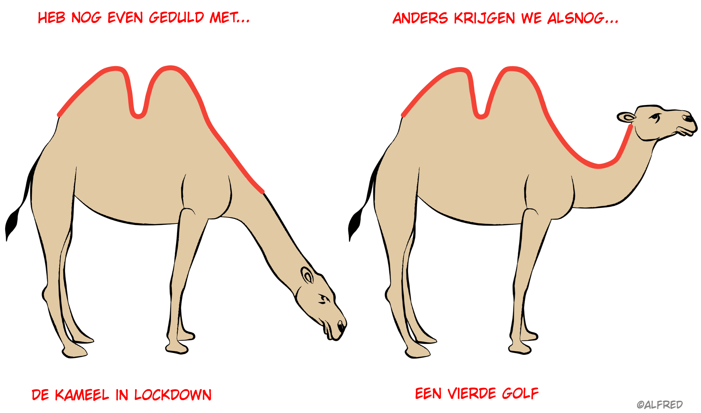 cartoon corona kamelen derde golf